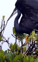 Casamance 21